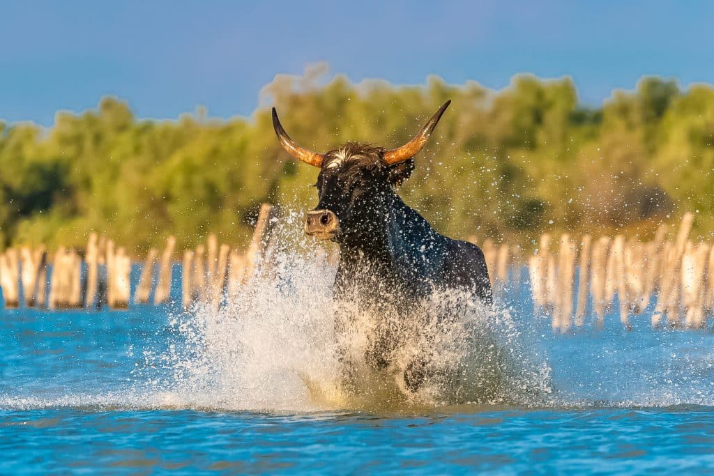 Bull,Galloping,In,The,Water,,Running,Bull,In,Camargue