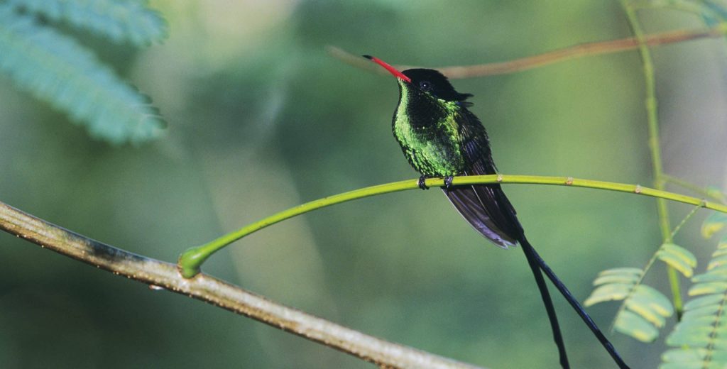 Red billed,Streamertail,,Trochilus,Polytmus,male,,Blue,Mountains,,Jamaica,,January