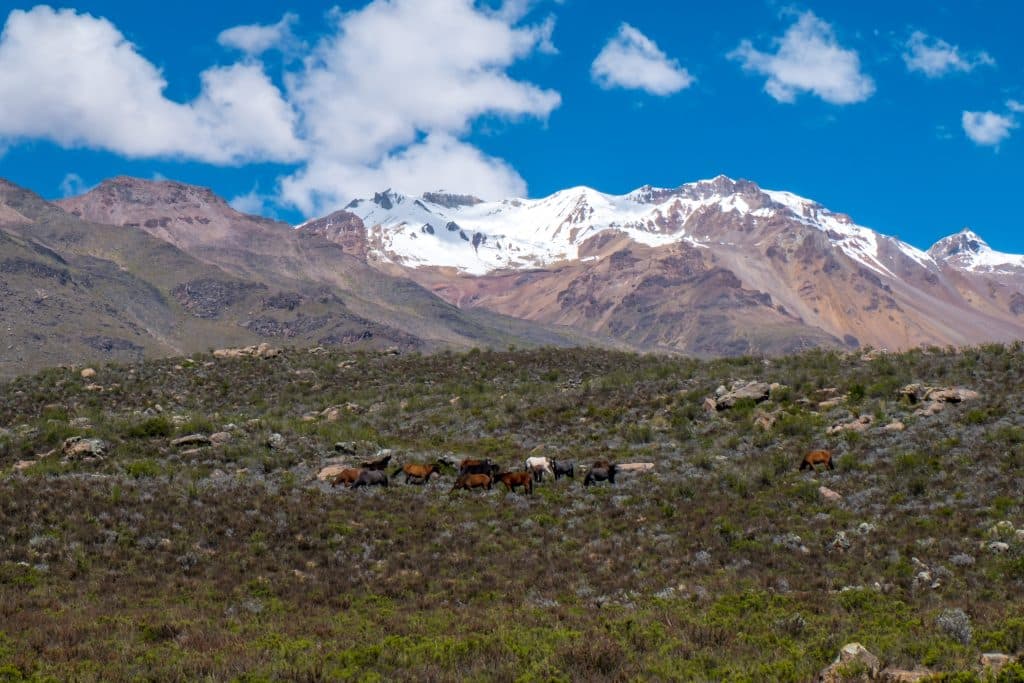 Balade équestre dans le Canyon de Colca chevaux dans les vallées