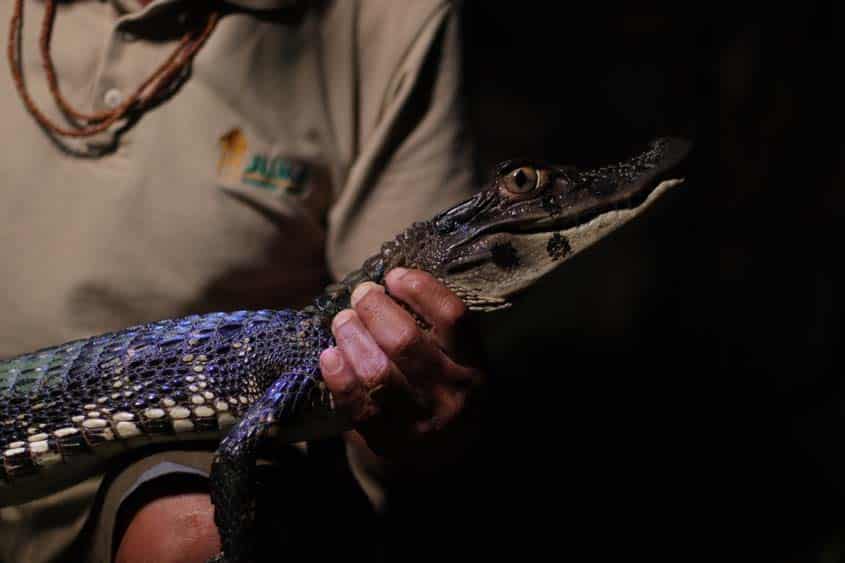 Juma Amazon Lodge Brésil crocodile