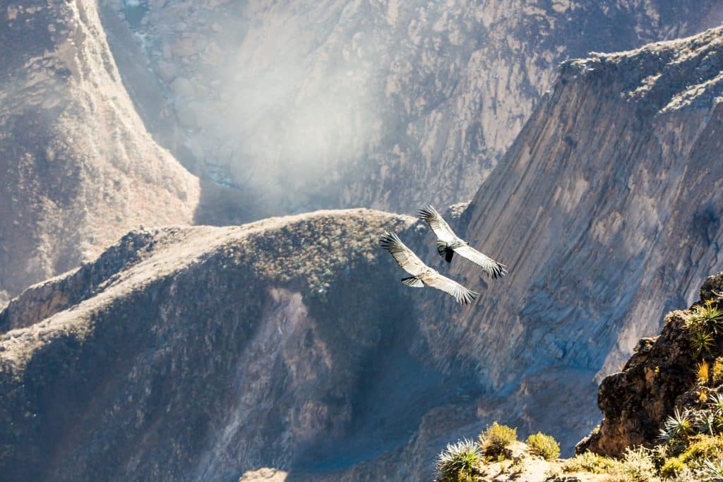 Flying,Condor,Over,Colca,Canyon,peru,south,America,This,Is,A,Condor