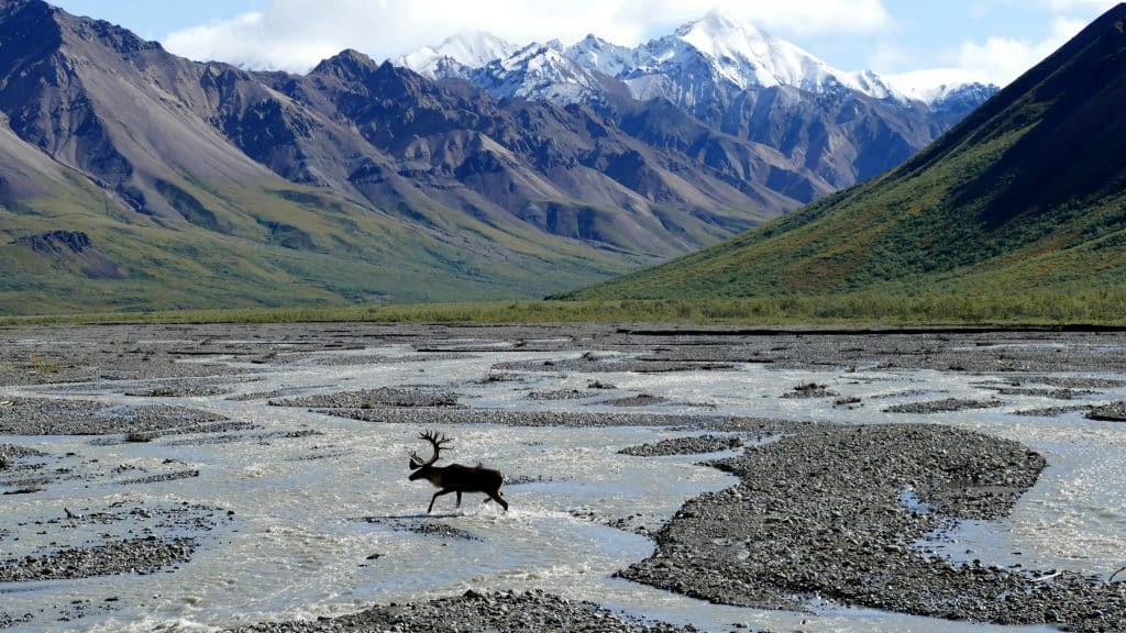 Alaska Parc National de Denali et élan