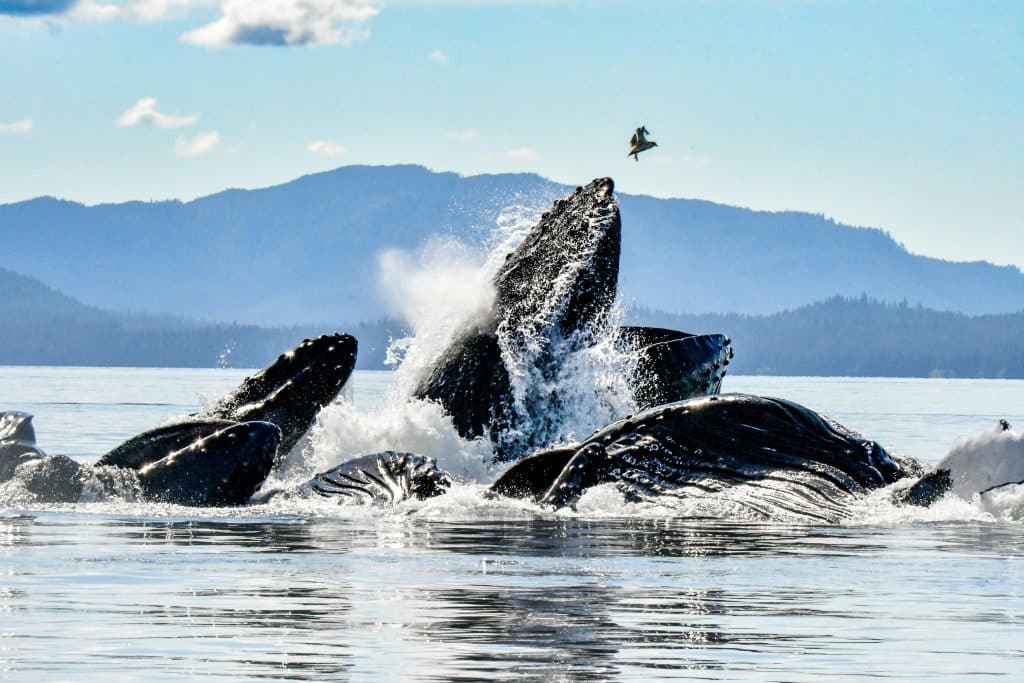 Alaska baleines à bosse d'Icy Strait Point