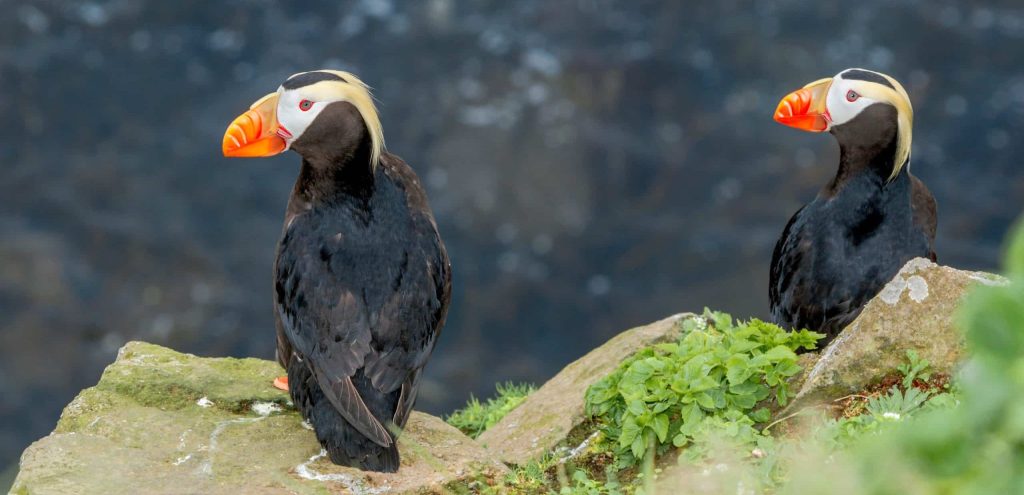 Alaska croisière dans les fjords couple de macareux