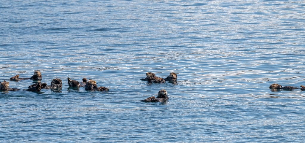 Alaska croisière dans les fjords groupe de loutres
