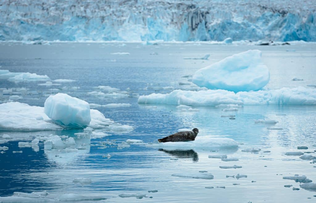 Alaska croisière dans les fjords phoque sur la banquise du détroit du Prince William