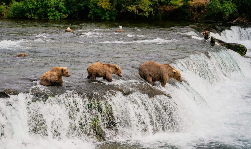 Alaska ours du parc national et réserve de Katmai