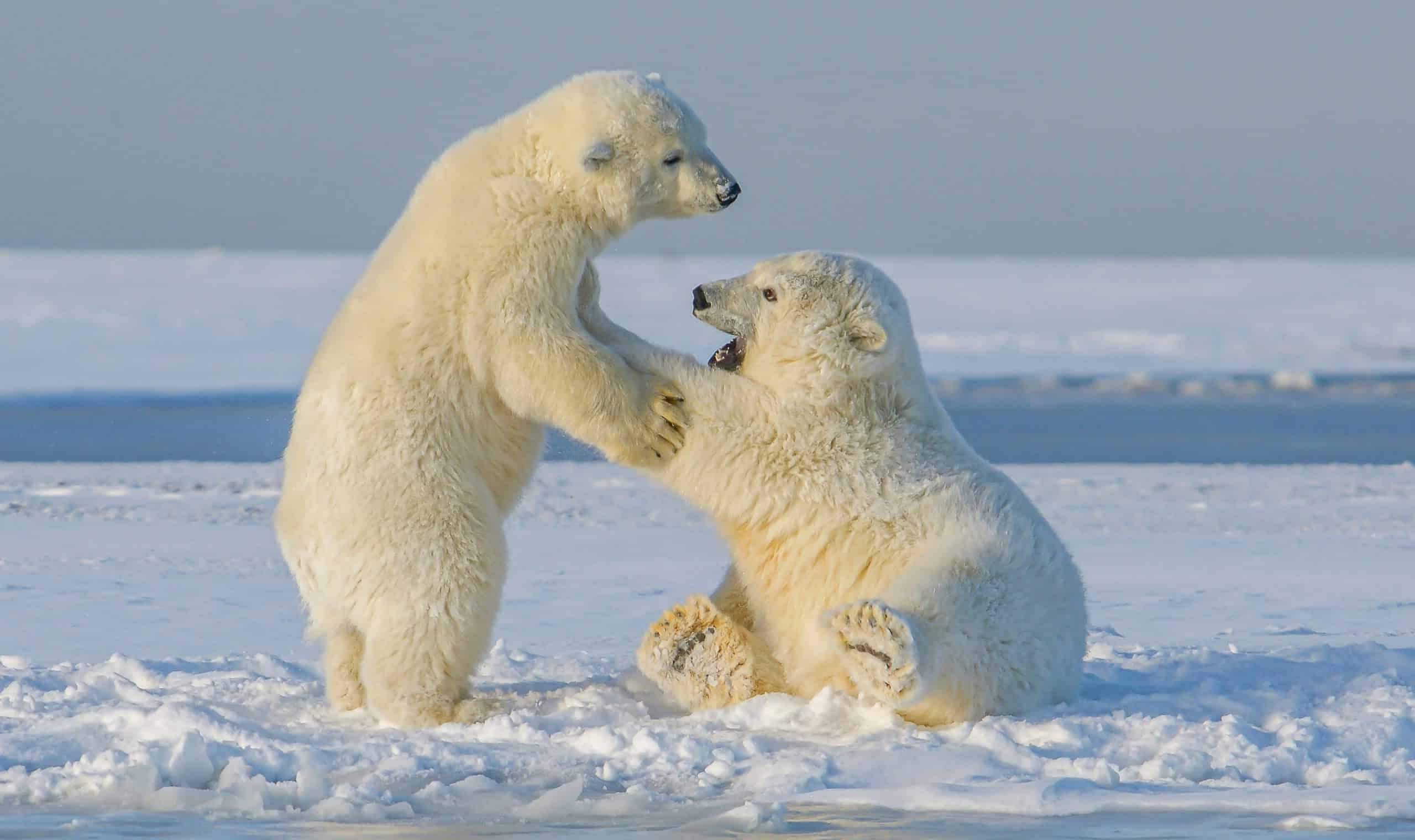 Alaska ours polaires