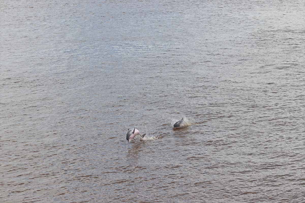 Delfin Amazon Cruises Pérou dauphin rose