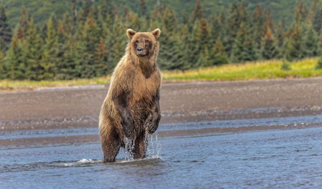 Observation des ours bruns dans le parc national de Lake Clark gros plan grizzly debout