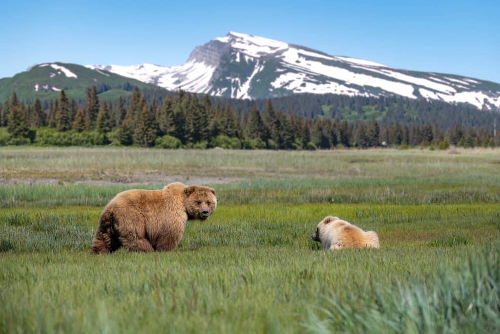 Observation des ours bruns dans le parc national de Lake Clark gros plan sur deux grizzlis