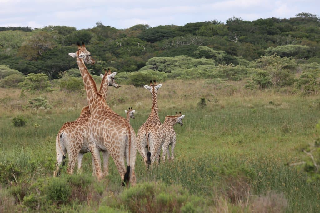 Mozambique safari parc national de Maputo girafe