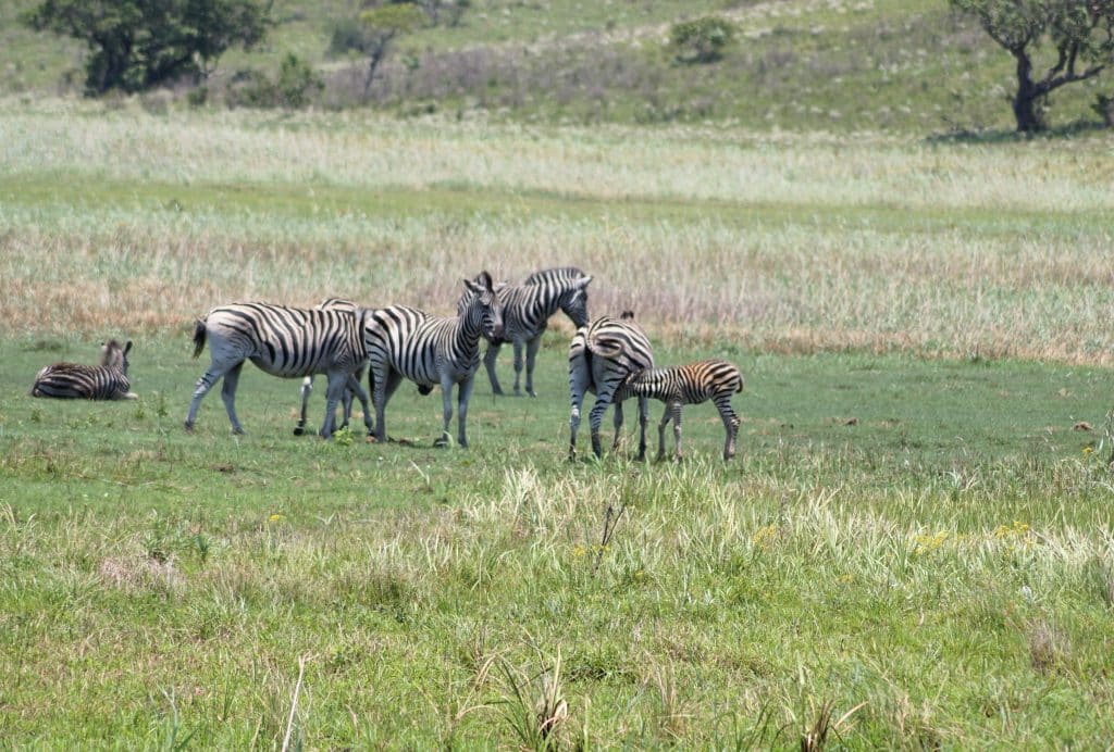 Mozambique safari parc national de Maputo zèbres