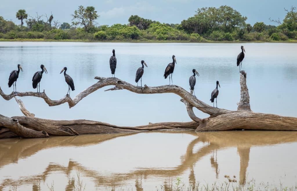 Tanzanie Nyerere safari bateau cigognes