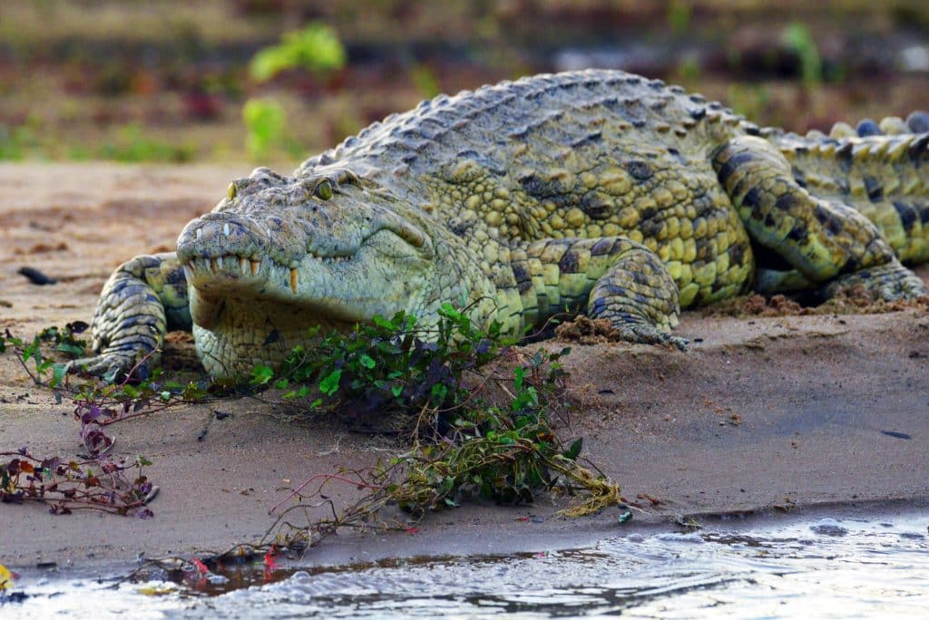 Tanzanie Nyerere safari bateau crocodile