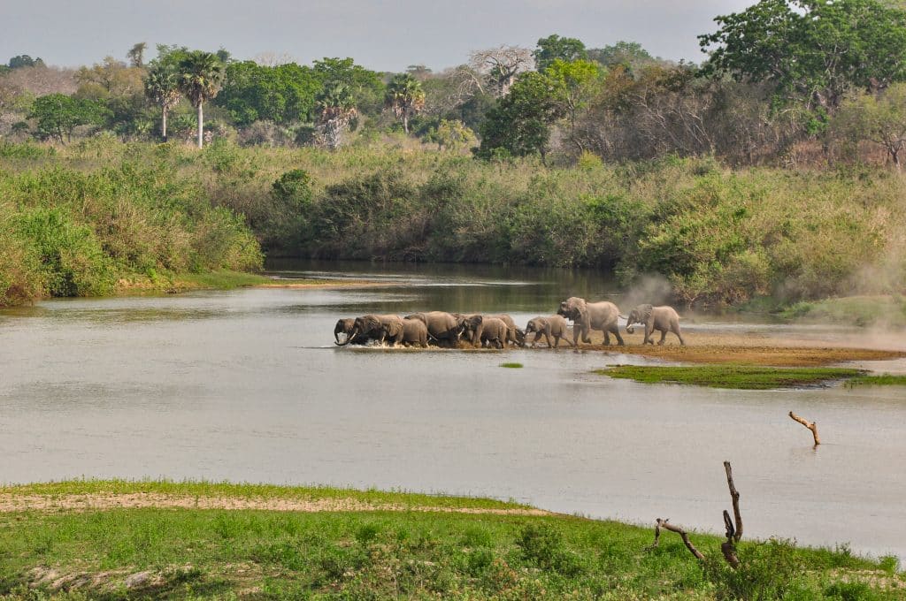 Tanzanie Nyerere safari bateau elephants