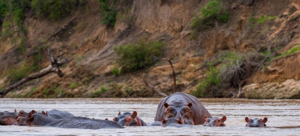 Tanzanie Nyerere safari bateau hippopotame