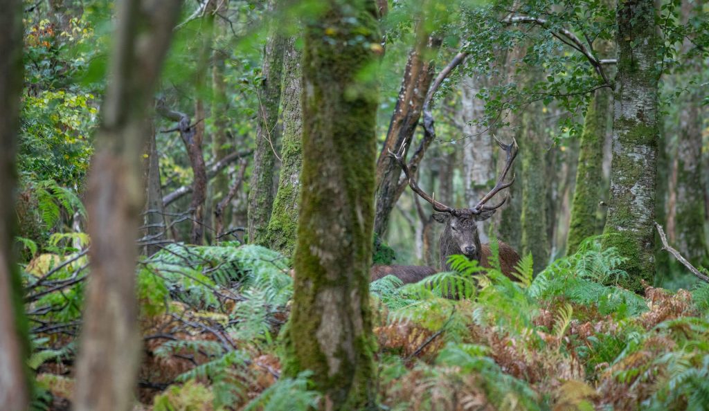 Irlande A cheval parmi les cerfs du parc national de Killarney cerf vu de près