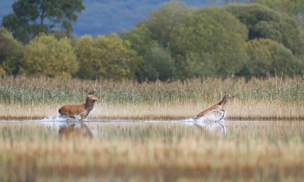 Irlande A cheval parmi les cerfs du parc national de Killarney scène de vie